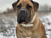 Dodatkowe zdjęcia: Mastif południowoafrykański Boerboel szczenięta