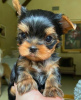 Zdjęcie №1. yorkshire terrier - na sprzedaż w Deauville | Bezpłatny | Zapowiedź №118169