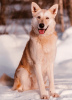 Zdjęcie №1. pies nierasowy - na sprzedaż w Москва | Bezpłatny | Zapowiedź №43223