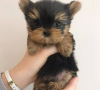 Zdjęcie №1. yorkshire terrier - na sprzedaż w Berlin | Bezpłatny | Zapowiedź №95717