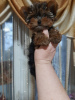 Zdjęcie №1. yorkshire terrier - na sprzedaż w Антверпен | 2526zł | Zapowiedź №30034