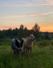 Zdjęcie №1. australian cattle dog - na sprzedaż w Kowno | 5441zł | Zapowiedź №34309