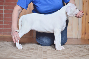 Zdjęcie №4. Sprzedam dog argentyński w Kirov. od żłobka - cena - Negocjowane
