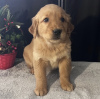 Zdjęcie №2 do zapowiedźy № 105249 na sprzedaż  golden retriever - wkupić się USA prywatne ogłoszenie, hodowca