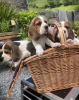 Zdjęcie №2 do zapowiedźy № 78472 na sprzedaż  beagle (rasa psa) - wkupić się Malta prywatne ogłoszenie