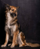 Zdjęcie №2 do zapowiedźy № 8602 na sprzedaż  pies nierasowy - wkupić się Federacja Rosyjska prywatne ogłoszenie