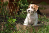 Zdjęcie №2 do zapowiedźy № 53816 na sprzedaż  jack russell terrier - wkupić się Federacja Rosyjska od żłobka