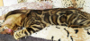 Zdjęcie №4. Sprzedam kot bengalski w Barnaul. od żłobka - cena - 996zł
