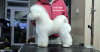 Dodatkowe zdjęcia: Bichon Frise (Curly Bichon) topowy samiec