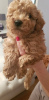 Zdjęcie №2 do zapowiedźy № 9979 na sprzedaż  pies nierasowy, pudel (zabawka) - wkupić się Federacja Rosyjska prywatne ogłoszenie