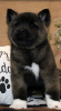 Zdjęcie №2 do zapowiedźy № 50498 na sprzedaż  akita (rasa psa) - wkupić się USA prywatne ogłoszenie