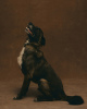 Zdjęcie №1. pies nierasowy - na sprzedaż w Москва | Bezpłatny | Zapowiedź №90682
