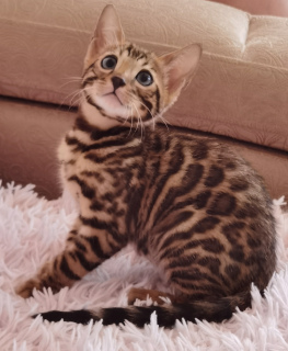 Zdjęcie №2 do zapowiedźy № 6985 na sprzedaż  kot bengalski - wkupić się Federacja Rosyjska od żłobka