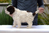 Zdjęcie №4. Sprzedam lagotto romagnolo w Jagodina.  - cena - 2093zł