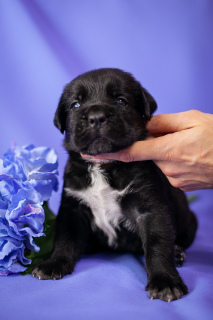 Dodatkowe zdjęcia: Cudowne szczenięta Cane Corso