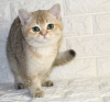 Zdjęcie №1. kot brytyjski krótkowłosy - na sprzedaż w Taszkent | negocjowane | Zapowiedź № 60155