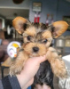 Zdjęcie №3. Dostępne szczenięta rasy Yorkshire Terrier. USA