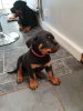 Zdjęcie №1. rottweiler - na sprzedaż w Jeddah | negocjowane | Zapowiedź №20969