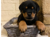 Zdjęcie №1. rottweiler - na sprzedaż w Genewa | Bezpłatny | Zapowiedź №18364