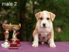 Dodatkowe zdjęcia: Szczenięta American Staffordshire Terrier