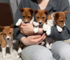 Zdjęcie №1. basenji - na sprzedaż w Mińsk | 2541zł | Zapowiedź №94208