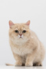 Zdjęcie №1. kot brytyjski krótkowłosy - na sprzedaż w Москва | Bezpłatny | Zapowiedź № 39052