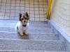 Zdjęcie №4. Sprzedam yorkshire terrier w Пардубице. prywatne ogłoszenie - cena - 39614zł