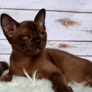 Zdjęcie №2 do zapowiedźy № 5547 na sprzedaż  kot burmski - wkupić się Federacja Rosyjska od żłobka