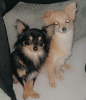 Zdjęcie №3. 2 długowłose rasowe, Chihuahua. USA