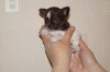Zdjęcie №2 do zapowiedźy № 8612 na sprzedaż  chihuahua (rasa psów) - wkupić się Federacja Rosyjska od żłobka