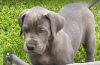 Dodatkowe zdjęcia: urocze szczenięta dog niemiecki dostępne do adopcji