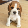 Zdjęcie №1. beagle (rasa psa) - na sprzedaż w Kuwait City | 1465zł | Zapowiedź №65064