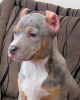 Zdjęcie №3. Pit Bull Bluenose Blue Merle. Serbia