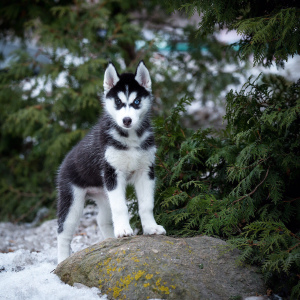 Dodatkowe zdjęcia: Wspaniała dziewczyna Husky