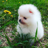 Dodatkowe zdjęcia: Pomeranian, szczeniak rodowodowy i LETNI SUPER RABAT!
