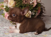 Zdjęcie №3. Chihuahua Chocolate Mini Boy. Federacja Rosyjska