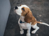 Zdjęcie №1. beagle (rasa psa) - na sprzedaż w Benapole | negocjowane | Zapowiedź №11004