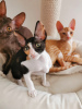 Dodatkowe zdjęcia: Kocięta Cornish Rex