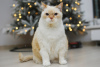Dodatkowe zdjęcia: Uroczy biały kot Donut szuka domu i kochającej rodziny!