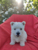 Dodatkowe zdjęcia: Wzorcowe Westy Westie West highland wbite terrier