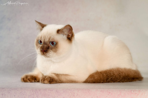 Zdjęcie №4. Sprzedam kot brytyjski krótkowłosy w Chersoniu. od żłobka - cena - 2488zł