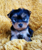 Zdjęcie №1. yorkshire terrier - na sprzedaż w Дублин | 1188zł | Zapowiedź №125314