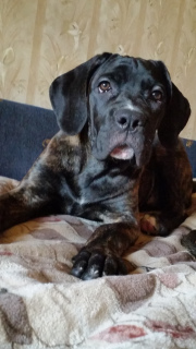 Dodatkowe zdjęcia: szczenięta cane corso