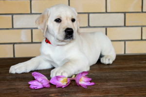 Zdjęcie №3. Labrador (Eng bloodline). Federacja Rosyjska