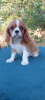 Zdjęcie №1. cavalier king charles spaniel - na sprzedaż w Kijów | 3169zł | Zapowiedź №114056