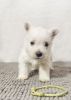 Zdjęcie №2 do zapowiedźy № 92130 na sprzedaż  west highland white terrier - wkupić się Mołdawia od żłobka