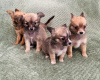 Zdjęcie №2 do zapowiedźy № 96588 na sprzedaż  chihuahua (rasa psów) - wkupić się USA prywatne ogłoszenie