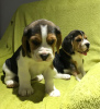 Zdjęcie №1. beagle (rasa psa) - na sprzedaż w Гамбург | Bezpłatny | Zapowiedź №95908