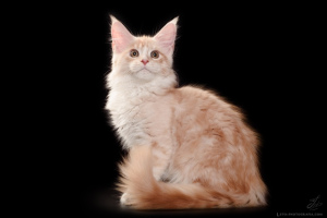 Zdjęcie №3. Duży kociak rasy Maine Coon w szlachetnym kolorze. Federacja Rosyjska