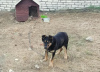Zdjęcie №2 do zapowiedźy № 97904 na sprzedaż  pies nierasowy - wkupić się Białoruś prywatne ogłoszenie